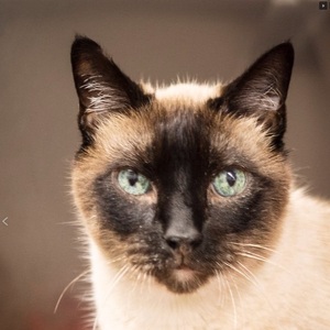 Team Page: Team Kimba